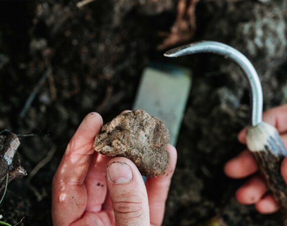 “Escursioni a Tartufi” il 6-13-20 ottobre in occasione della Fiera Nazionale del Tartufo Bianco